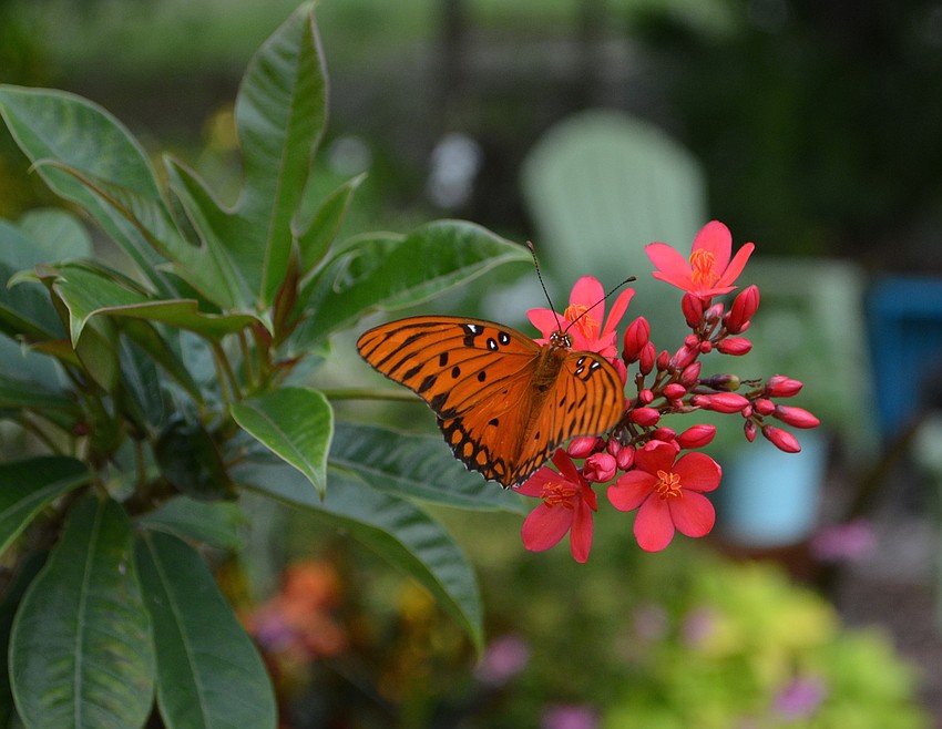 A Gulf Fritillary butterfly lands on Jatropha.