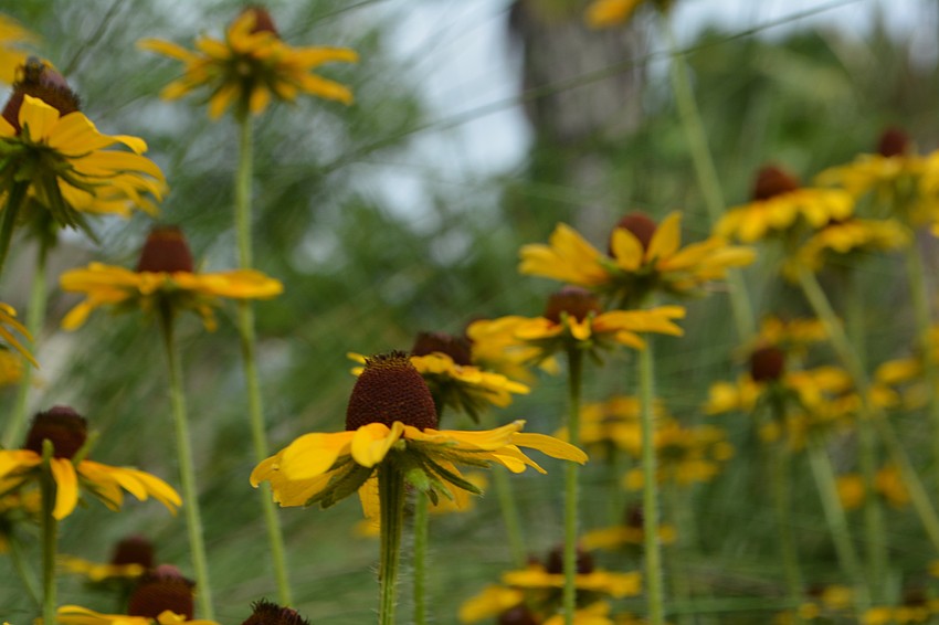 Blackeyed Susans blow in the wind.
