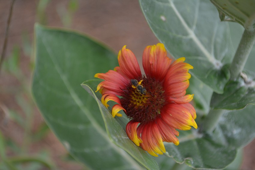 An insect works on gaillardia (blanket flower).