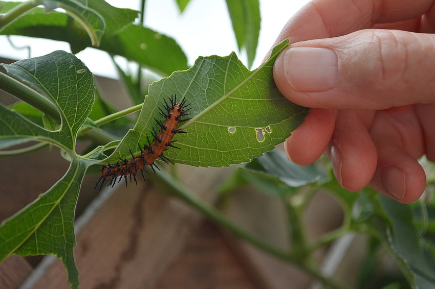 A Gulf Fritillary caterpillar makes a home on passion vine.