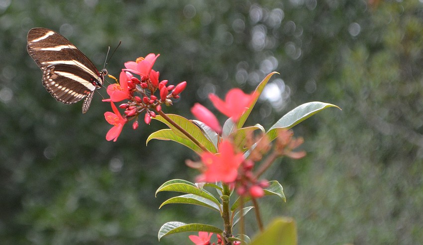 A Zebra longwing butterfly lands on Jatropha.