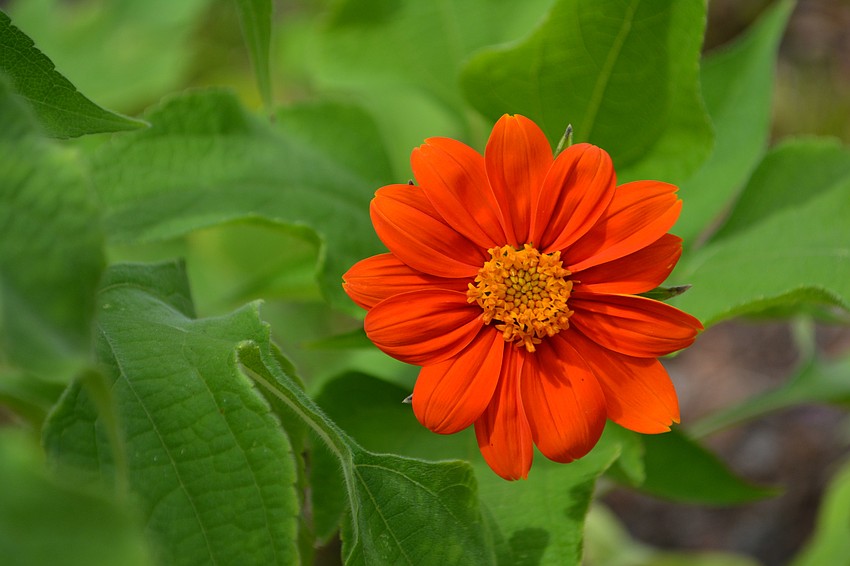 The beauty includes Mexican sunflower (Tithonia rotundiflora)