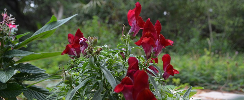 Snapdragons not only attract insects, they provide more beauty to Kisida'     s backyard.