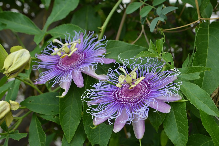 Native Passion vine ( Passiflora incarnate) can take your breath away.
