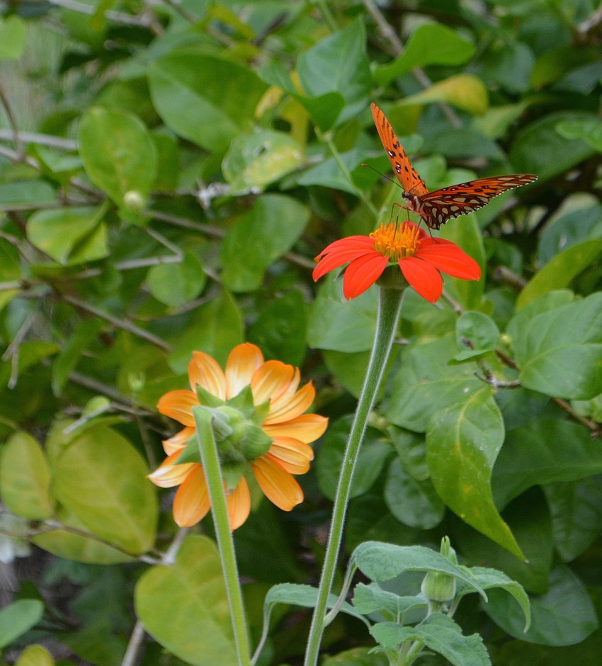 A Gulf Fritillary butterfly pauses on a Mexican sunflower.