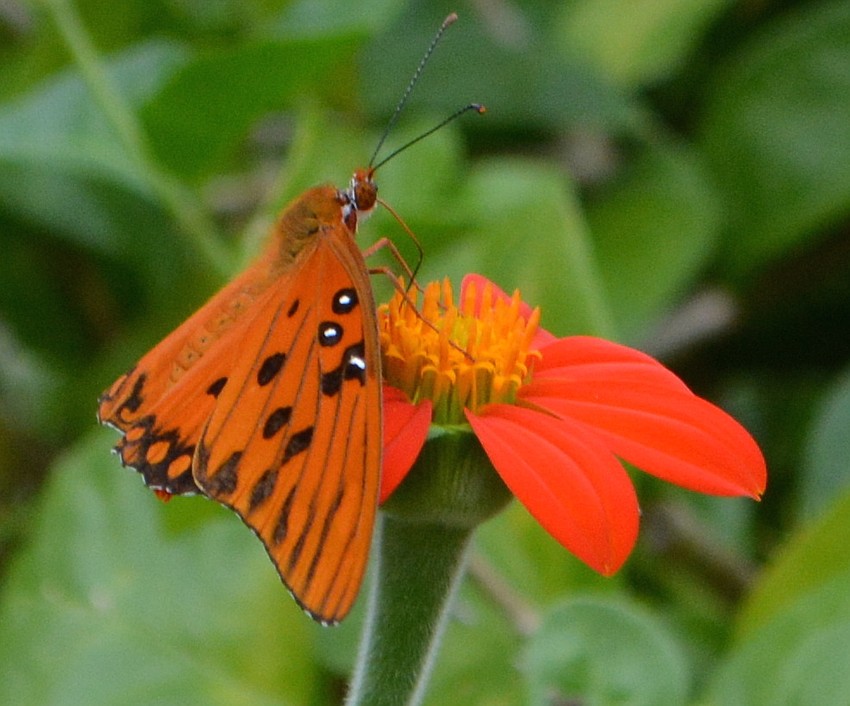 A Gulf Fritillary butterfly pauses on a Mexican sunflower.