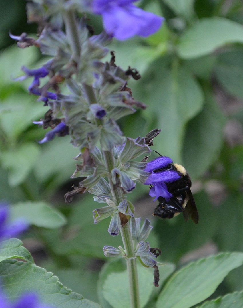 Bumble bees love the Indigo Spires salvia.