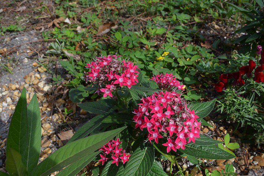 Norma looks for plants that will attract bees and butterflies.