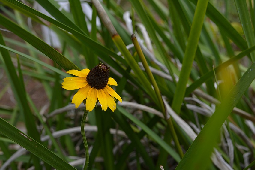 A blackeyed Susan fights its way skyward.