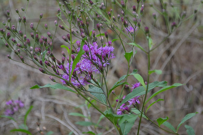 Ironweed flourishes in Norma'     s backyard.