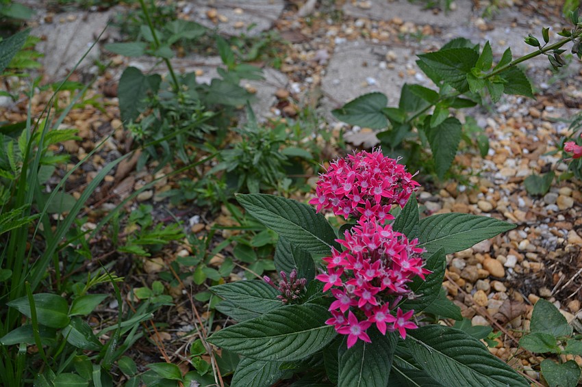 Norma'     s garden features an endless combination of colors.