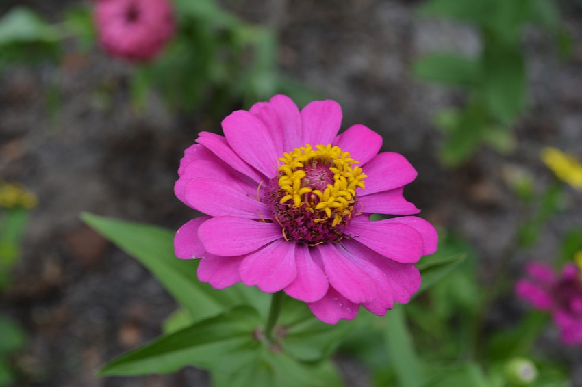 She searches for a variety of flowers so that something is blooming throughout the year.
