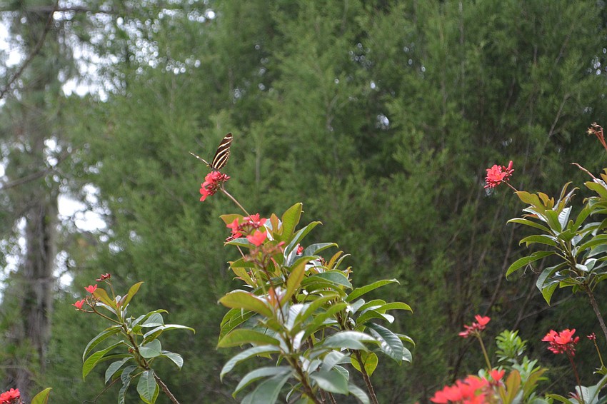 A zebra longwing butterfly makes a soft landing.