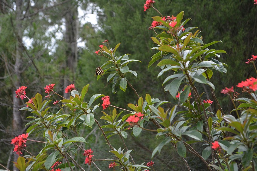 If animals do feed on her plants, Norma says, 