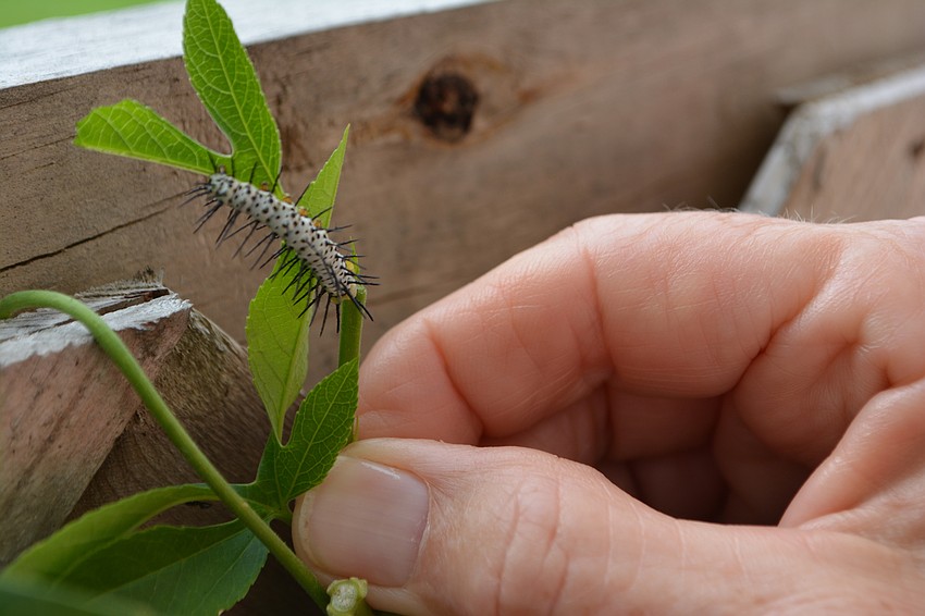 A zebra longwing caterpillar attaches to a native passion vine.