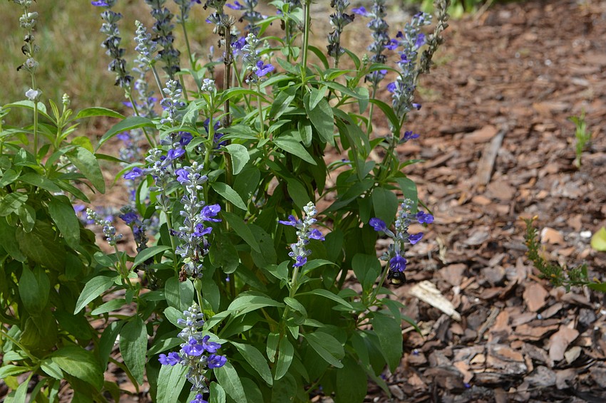 Norma designed her garden to grow naturally without pesticides.