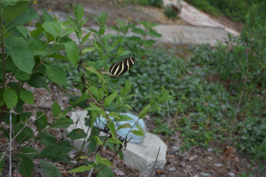 She says that local nurseries can help someone get started who wants to concentrate on growing native plants.