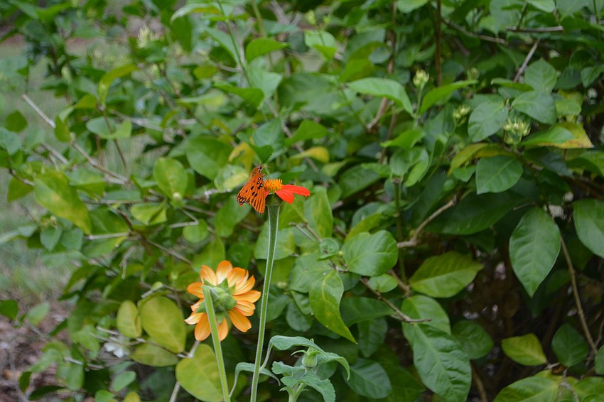 Norma said she never will stop gardening.