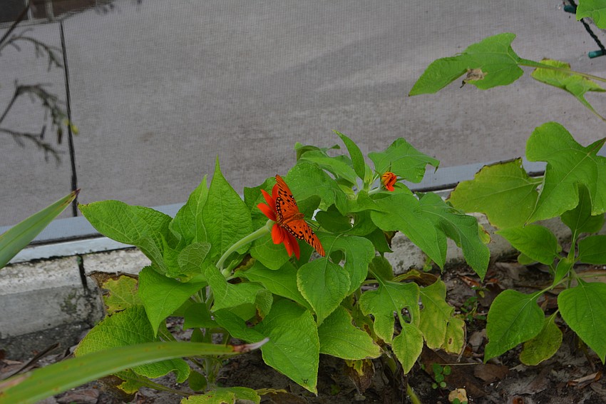 A Gulf fritillary butterfly enjoys Mexican sunflower.