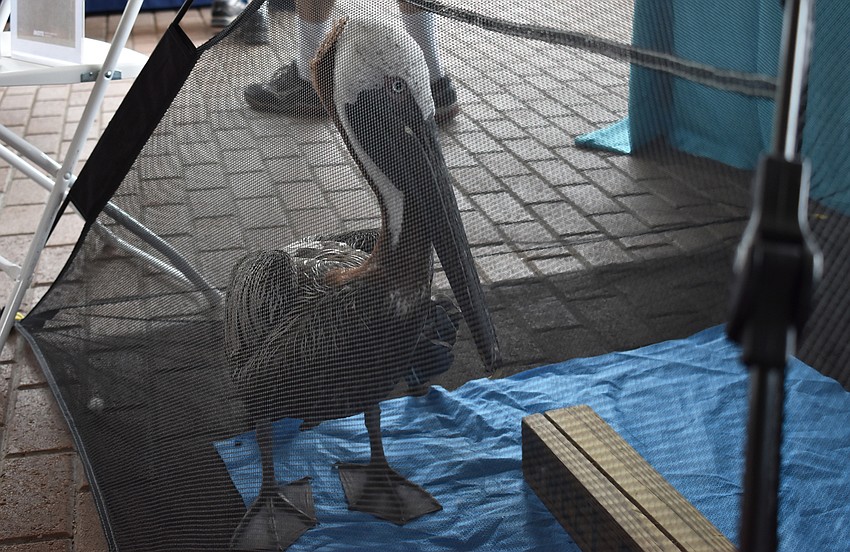 Sweet Pea, a 6-year-old pelican from Save Our Seabirds, was a special guest at World Oceans Day on June 3 at Mote Aquarium.