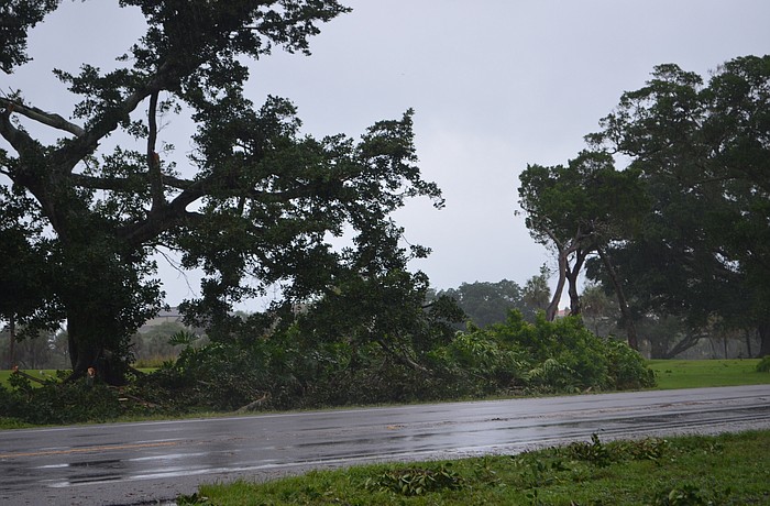 Inclement weather has caused trees to collapse on Longboat Key.