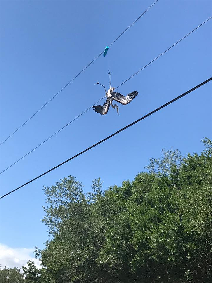 The bird hung upside down on a power line for hours before help arrived. Photo courtesy Sarasota County Animal Services.