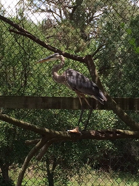 During its rehabilitation, the bird was treated for heat and stress-related injuries, as well as an injured foot. Photo courtesy Wildlife Center of Venice.