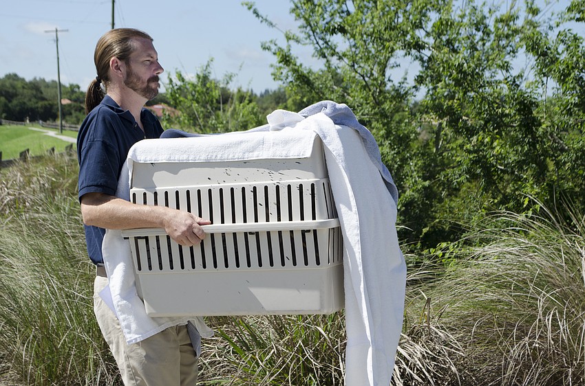 Kevin Barton, director of the Wildlife Center of Venice, carried the great blue heron into the Celery Fields for release.