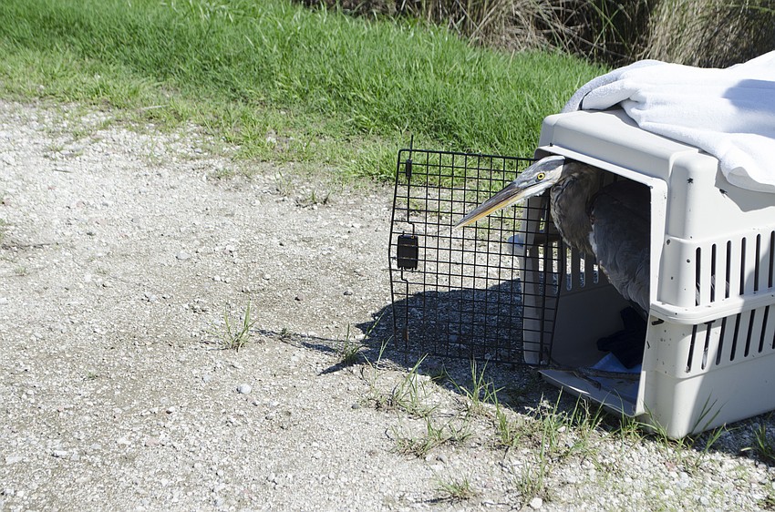 When the create was open, the bird cautiously poked his head out of the crate before taking off.