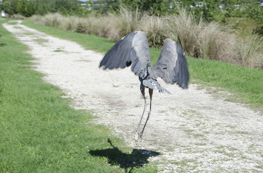 The bird took flight almost immediately after being released from its crate.