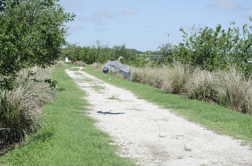 The bird took flight almost immediately after being released from its crate.