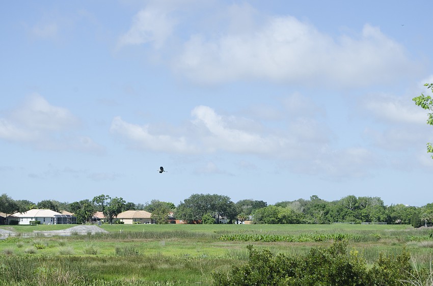 The rehabilitated great blue heron circled around the area it was released.