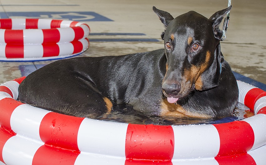 Ozzy cools off during the Doctors Hospital of Sarasota's carnival benefiting the Southeastern Guide Dogs.