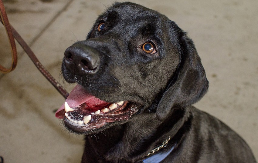Mac waits for a treat from his owner during the  Doctors Hospital of Sarasota's carnival benefiting the Southeastern Guide Dogs.
