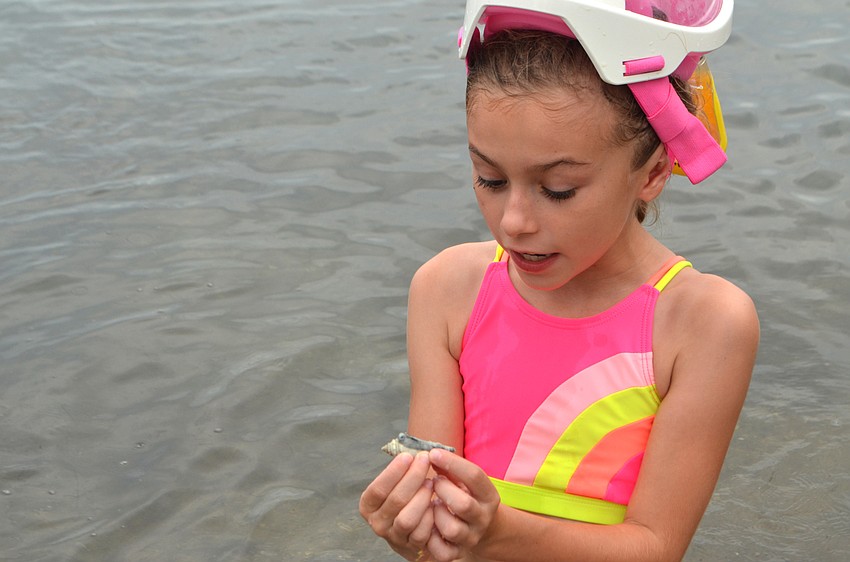 Nya Chambless inspects the seashell she picked up on the shore of New Pass Inlet.