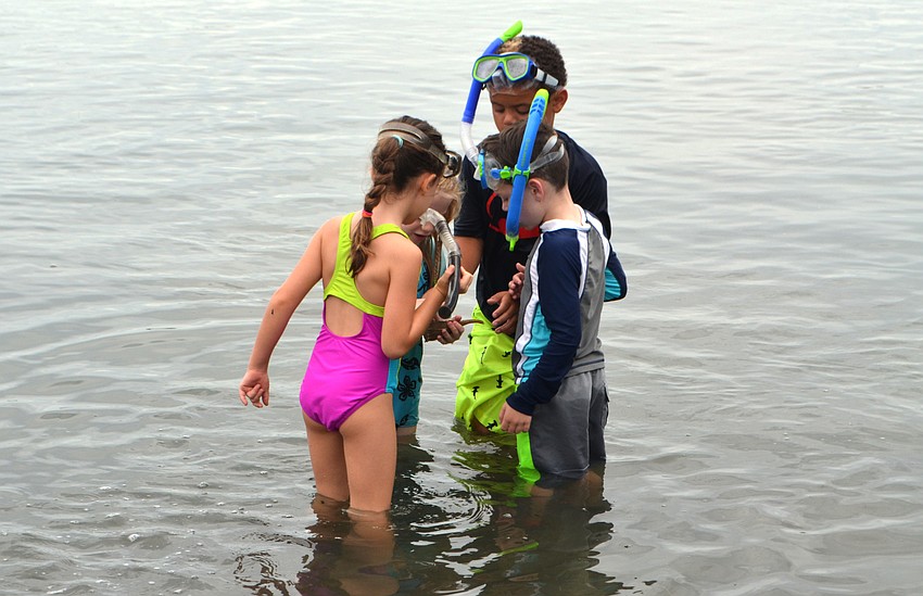 Campers inspect a lightning whelk they found in New Pass Inlet.