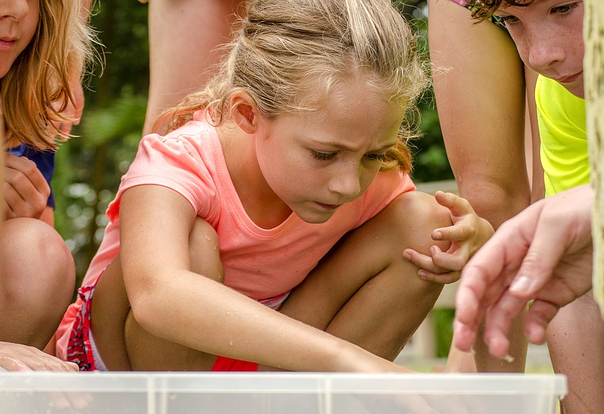 Bella Robbins helps sort out the sea grass from sea life after campers collected their finds.