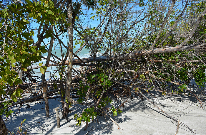 Mangroves, both living and dead, cover the sliver of land that connects Greer Island to Longboat Key.