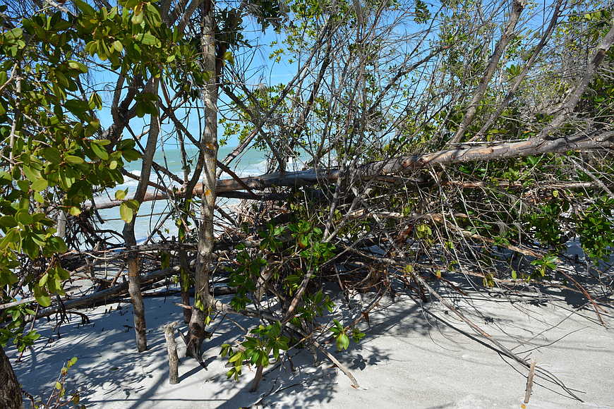 Mangroves, both living and dead, cover the sliver of land that connects Greer Island to Longboat Key.