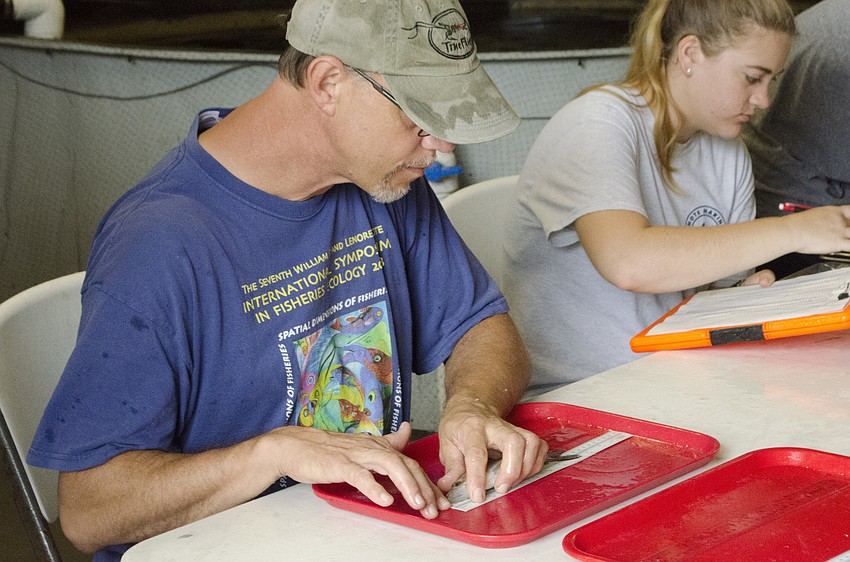 Staff scientist Dr. Nate Brennan measures snook before their release, while intern Stacy Trackenberg records the data.