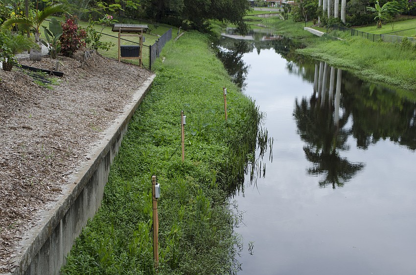 The sensors stand in the vegetation around Phillippi Creek, ready to record data about the snook and send it back to Mote scientists.