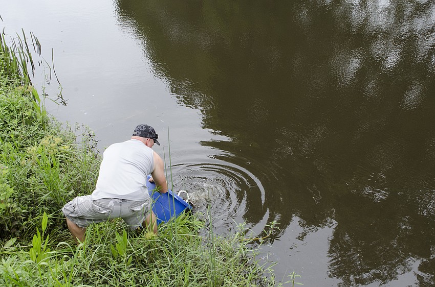 Mote senior biologist Tom Waldrop lets the snook go in their new home.