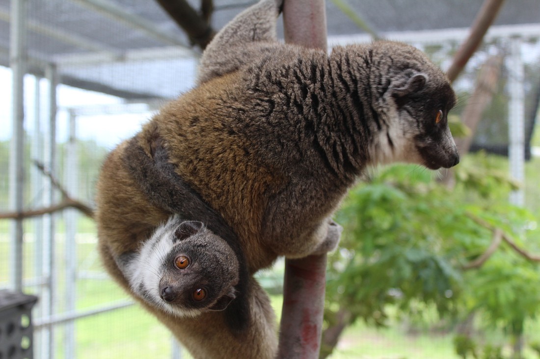 A lemur and her infant jump around in the indoor enclosure at the Myakka City Lemur Reserve.