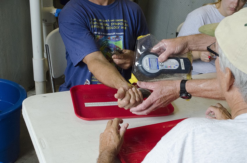 The snook are scanned before they're released, to be sure Mote scientists will be able to record data once they're in the water.
