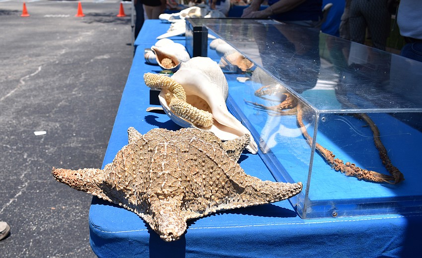 Mote volunteers educated guests about marine life using fossils and a touch pool at Asolo Family Day on June 17 at the FSU Center for the Performing Arts.