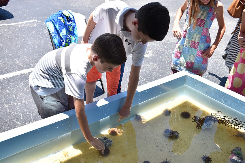 Dalton and Grant Burroughs pet horseshoe crabs at Asolo Family Day on June 17 at the FSU Center for the Performing Arts.