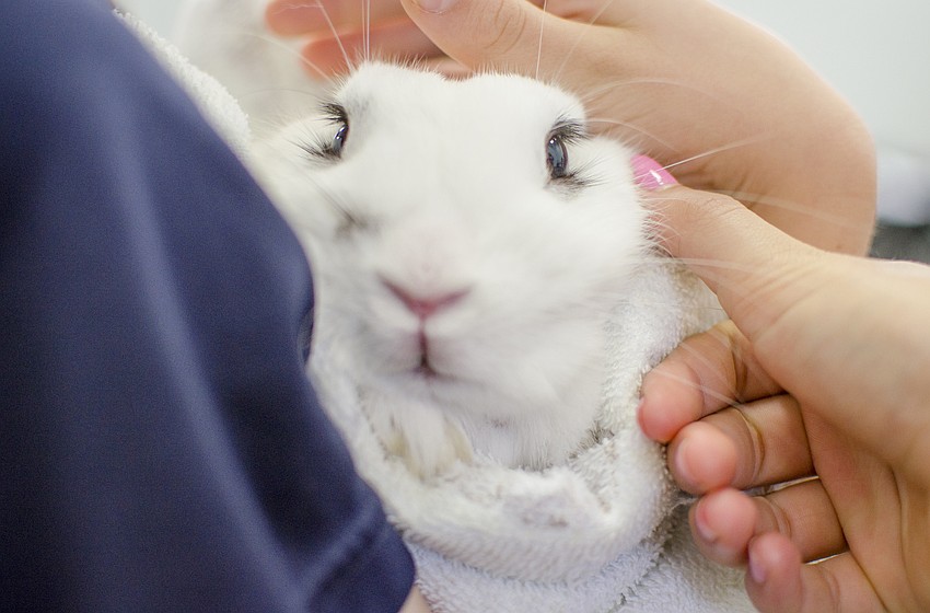 Campers took turns petting a rabbit during the Humane Society of Sarasota County's Fur Fun Summer Camp.