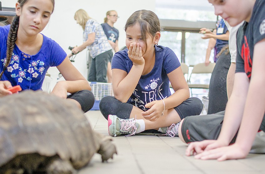 Caroline Cannon reacts to seeing Charlie the tortoise at the Humane Society of Sarasota County Fur Fun Summer Camp.