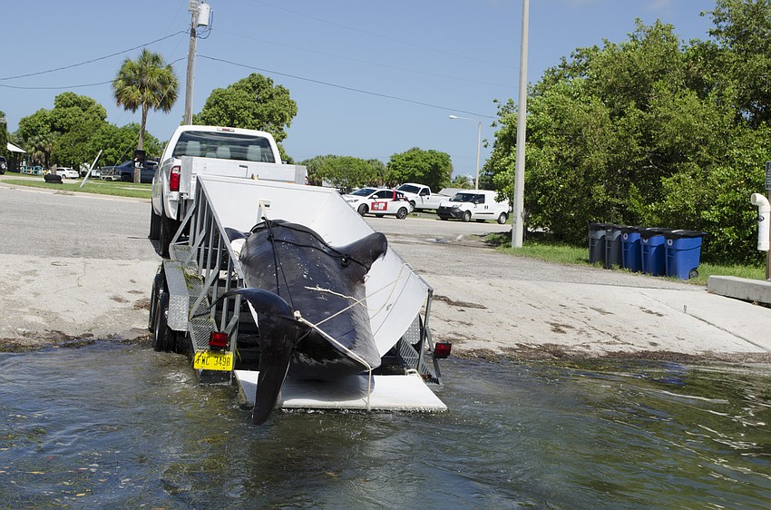 Around 11 a.m., the whale was finally removed from the water at taken back to a lab.