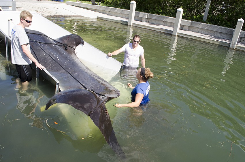 The pilot whale was too long for the trailer, so its tail was tied with rope to keep it from dragging on the ground.